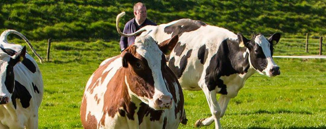 Hoofdbanner Campina en Boeren